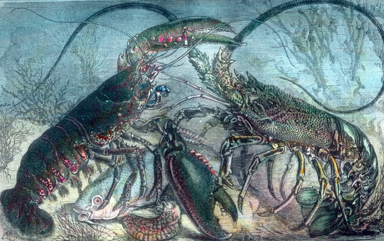 Aragosta e gambero di fiume da Unbekannter Künstler