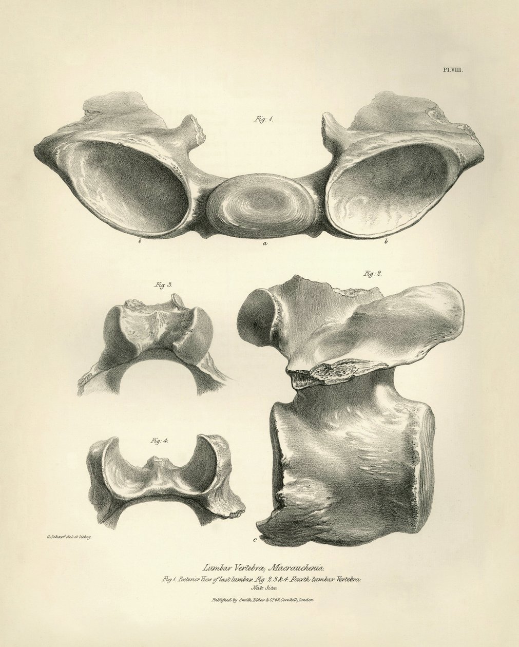 Vertebra lombare di Macrauchenia, un animale preistorico, trovata da Charles Darwin durante il suo viaggio di esplorazione a bordo del Beagle. "The Zoology of the voyage of H.M.S. Beagle under the command of Captain Fitzroy during the years 1832 to 1836" da Unbekannter Künstler