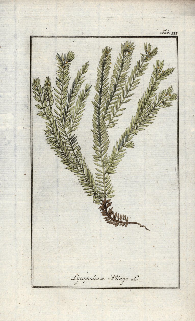 Lycopodium clavatum. Litografia da 
