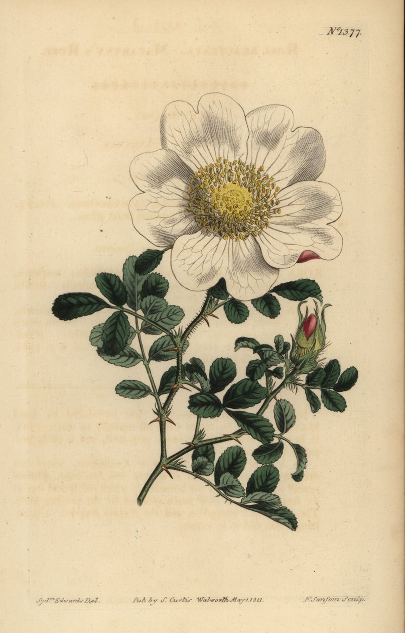 Rosa di Macartney, Rosa bracteata da Unbekannt