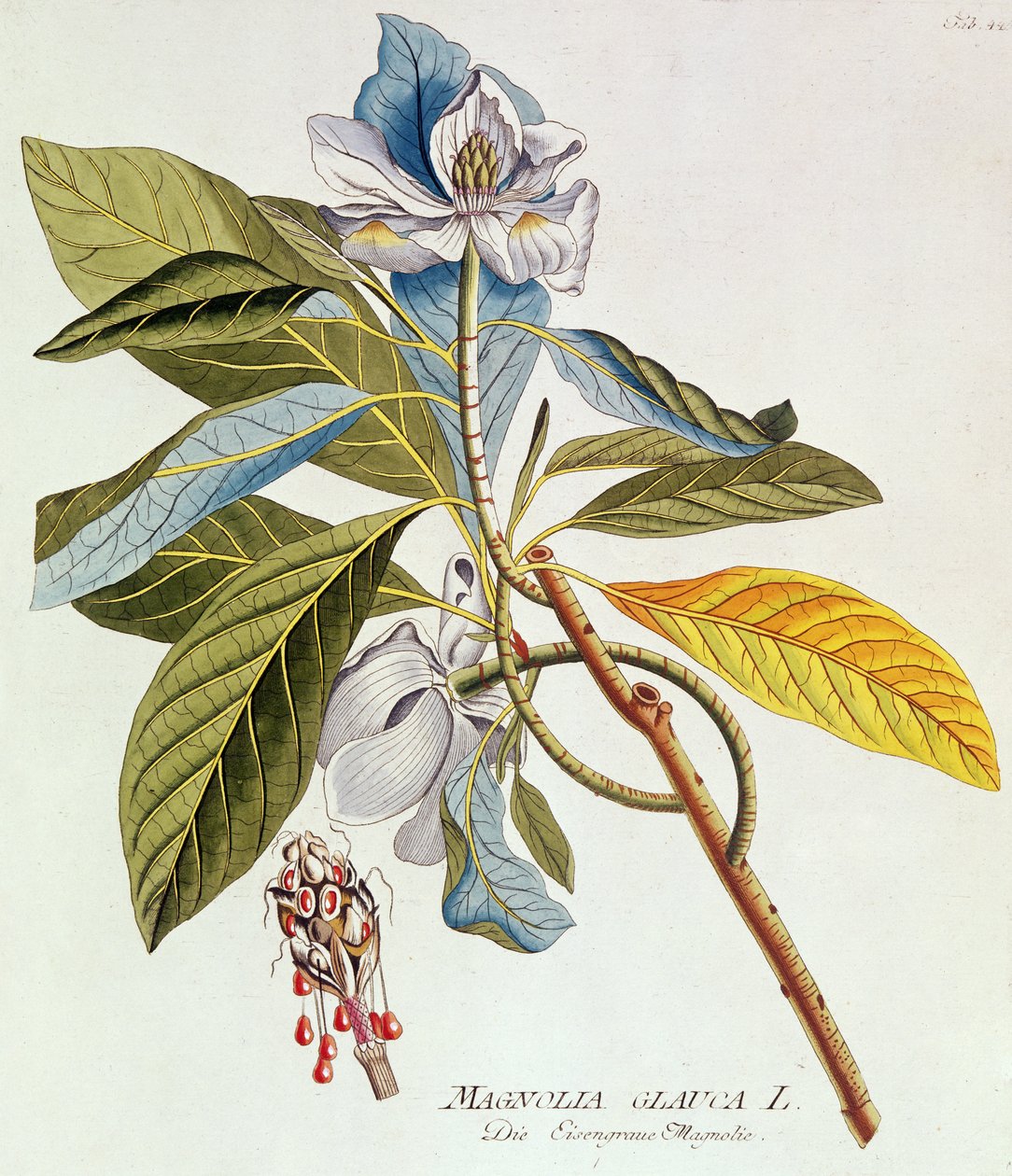 Magnolia Glauca, da `Icones Plantarium Medicinalium Secundem Sustema Lunnaei Digestarum", di Joseph Jakob Plenk, Vienna, 1788-1812 da Unbekannt