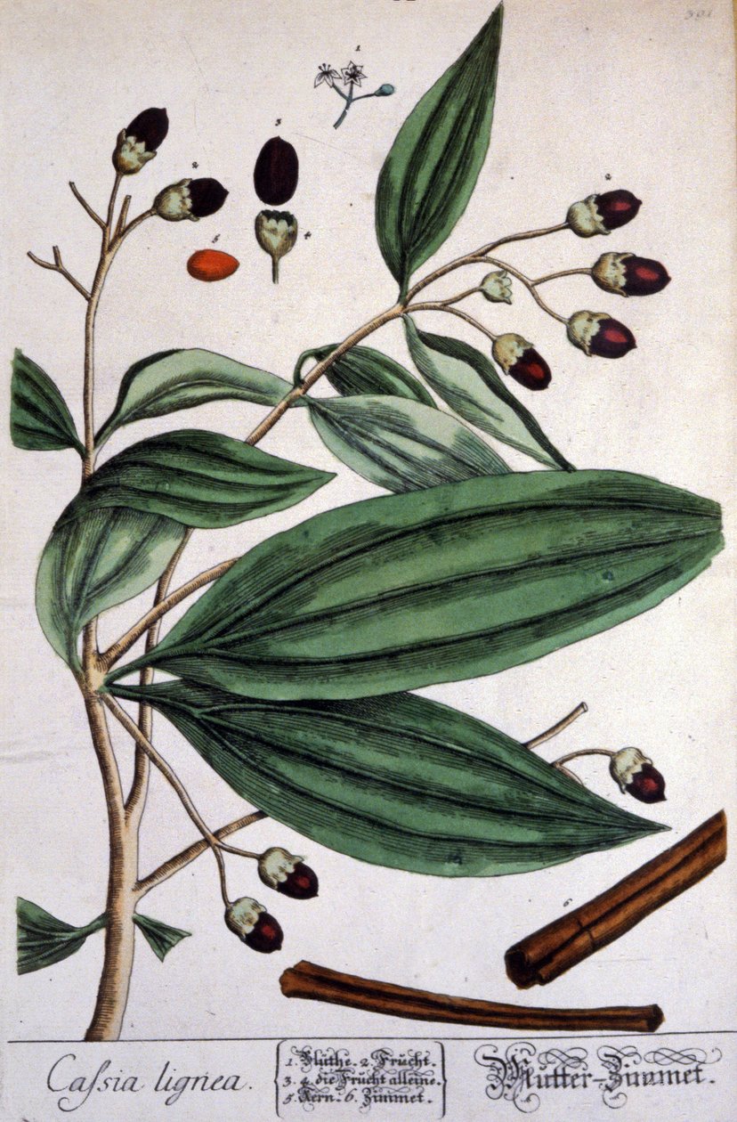 Pianta di cannella del Malabar da Unbekannter Künstler