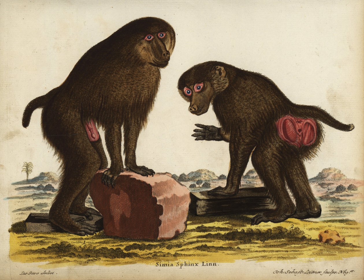 Mandrillo, Mandrillus sphinx. Vulnerabile. Simia sphynx Linn. Incisione a mano colorata su rame di Johann Sebastian Leitner dopo un