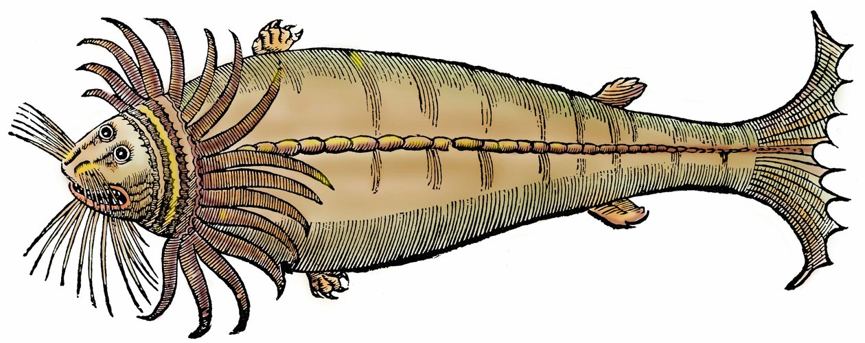Creatura marina, xilografia tratta da "Paralipomena accuratissima historiae omnium animalium quae in voluminibus Aldrovandi desiderantur/Bartholomaeus Ambrosinus... summo labore collegit; Marcus Antonius Berna bibliopola bononiensis propriis sumptibus" da Unbekannter Künstler