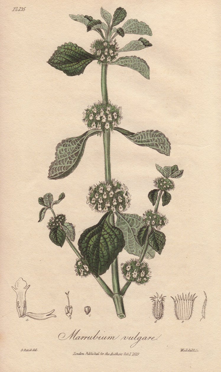 Marrubio comune (Marrubium vulgare) - Acquaforte di William Clarke per illustrare “Botanica medica, descrizione delle piante medicinali di Londra, Edimburgo e Dublino” di John Stephenson e James Morss Churchill da Unbekannter Künstler