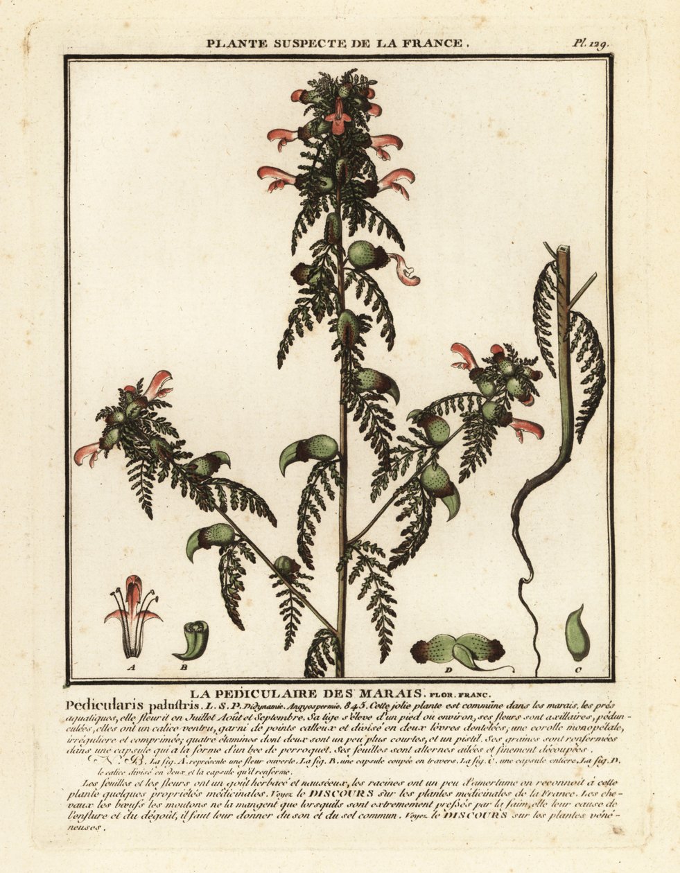 Pedicolare delle paludi, Pedicularis palustris da Unbekannter Künstler