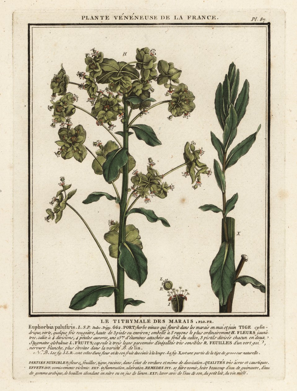 Euforbia palustre, Euphorbia palustris da Unbekannter Künstler