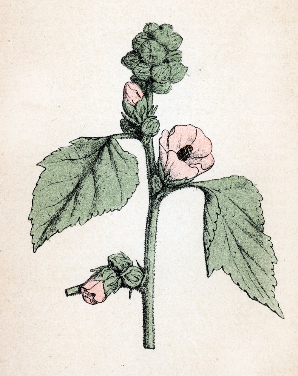Altea officinale (Althaea officinalis) (Malva bianca) (marshmallow, malva di palude) Tavola botanica da Atlas colorie des plantes medicinales di Paul Hariot da Unbekannter Künstler
