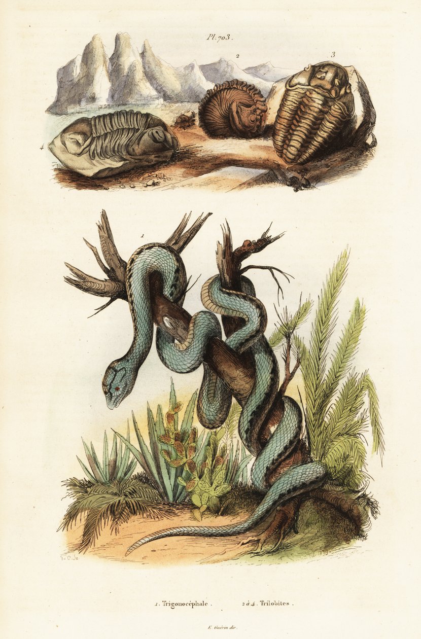 Vipera di Martinica e trilobiti estinti da Unbekannter Künstler