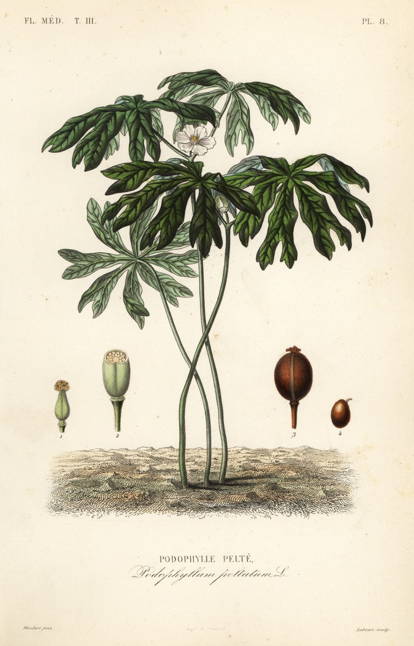Podofillo o mandragora americana, Podophyllum peltatum da Unbekannt