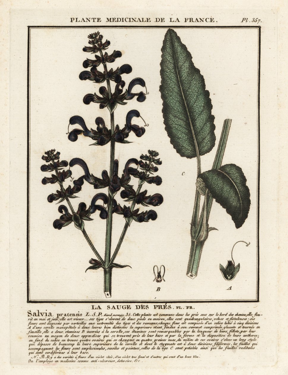 Salvia dei prati, Salvia pratensis da Unbekannter Künstler