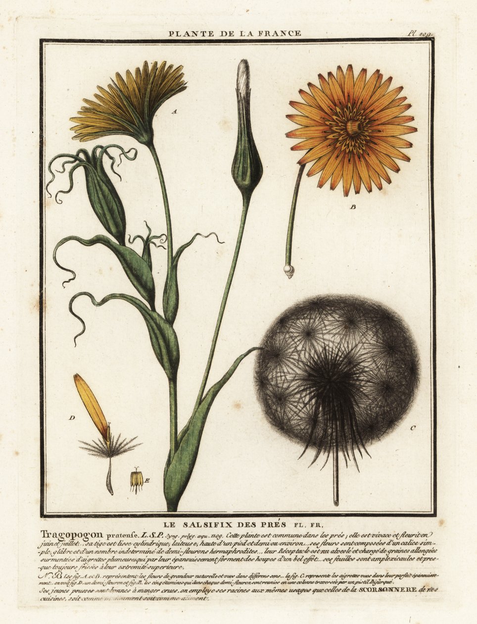 Barba di becco dei prati, Tragopogon pratensis da Unbekannter Künstler