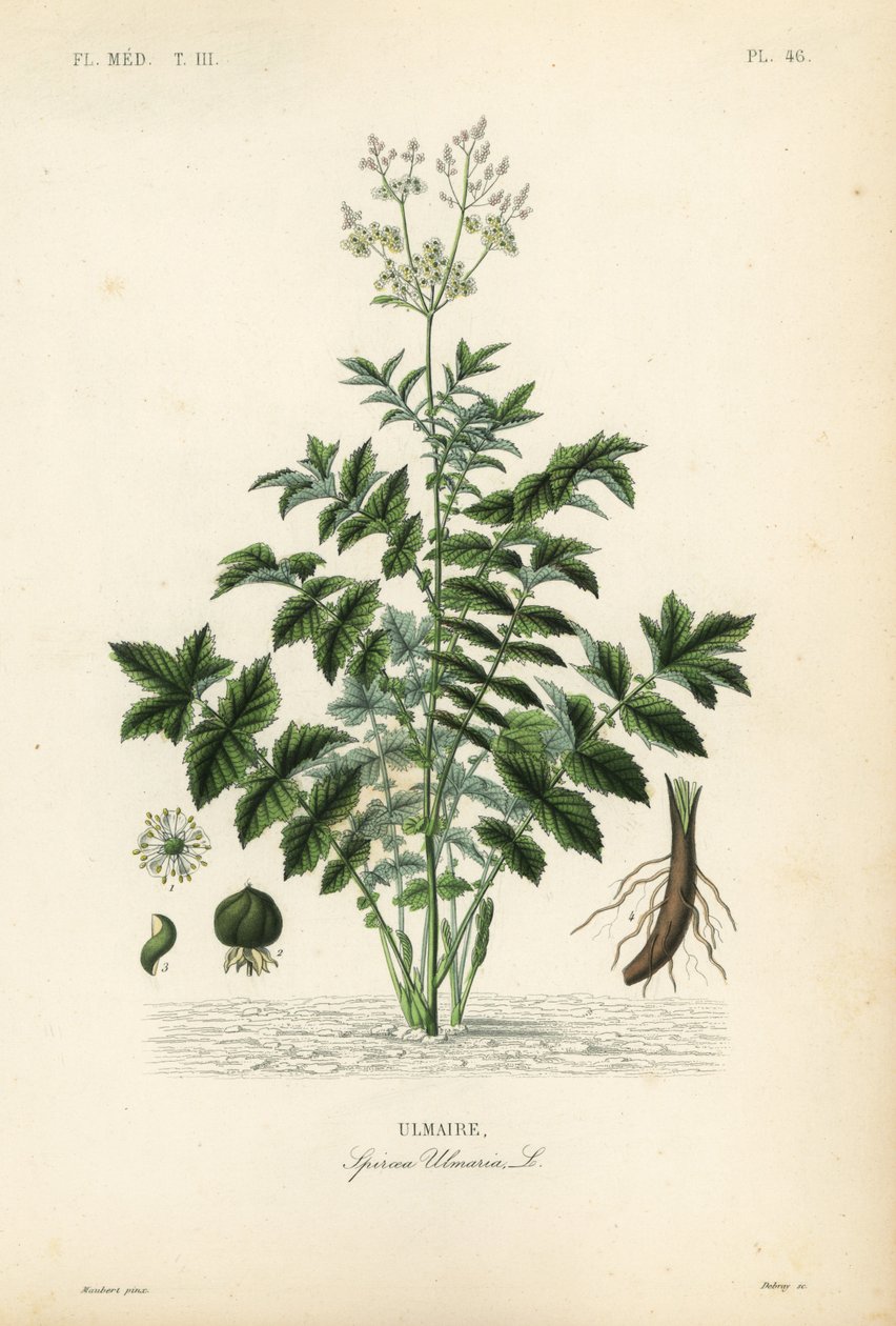 Filipendula ulmaria da Unbekannt