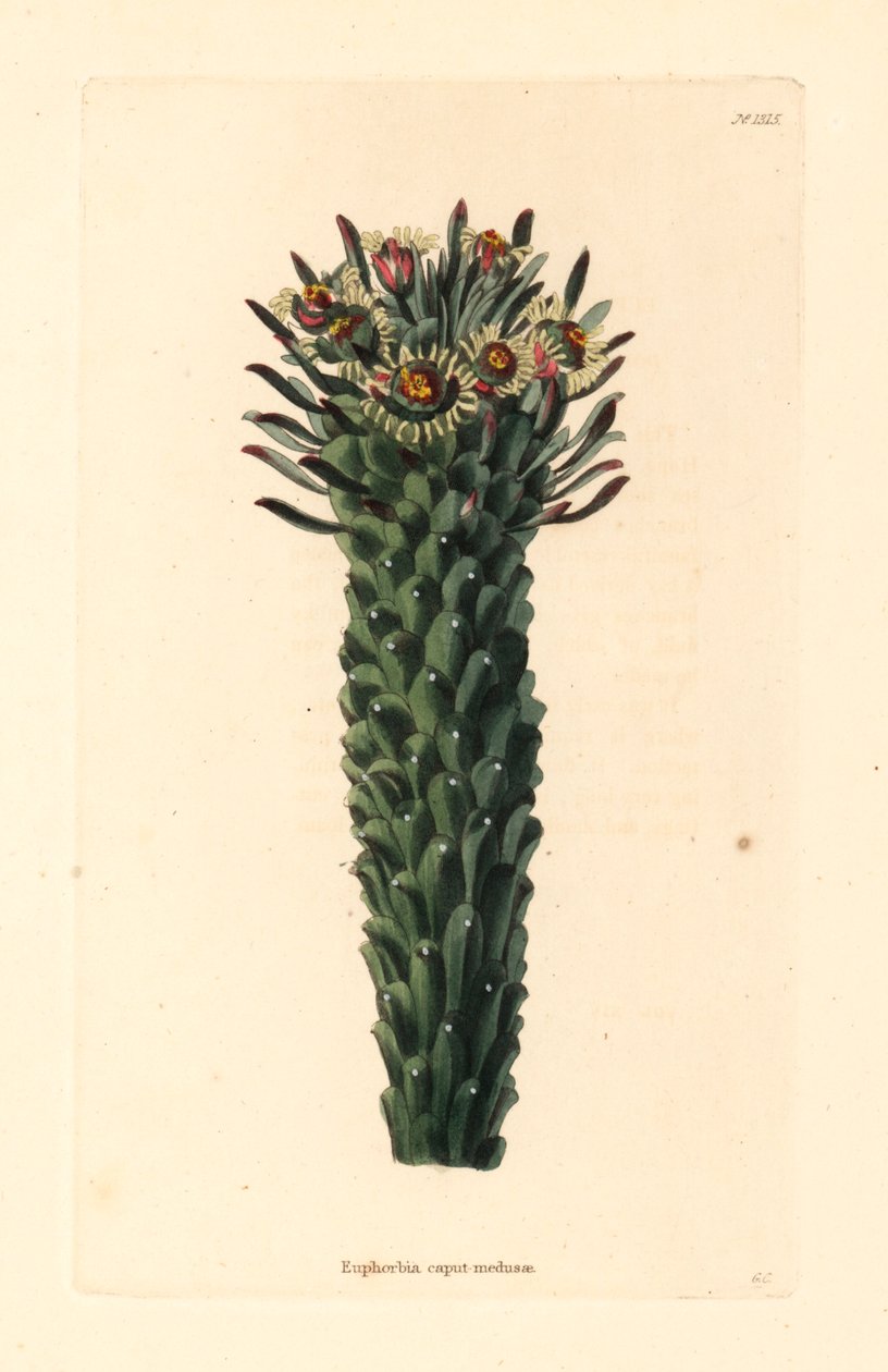 Testa di Medusa, Euphorbia caput-medusae. Incisione a mano colorata di George Cooke da Botanical Cabinet di Conrad Loddiges, Hackney da Unbekannter Künstler