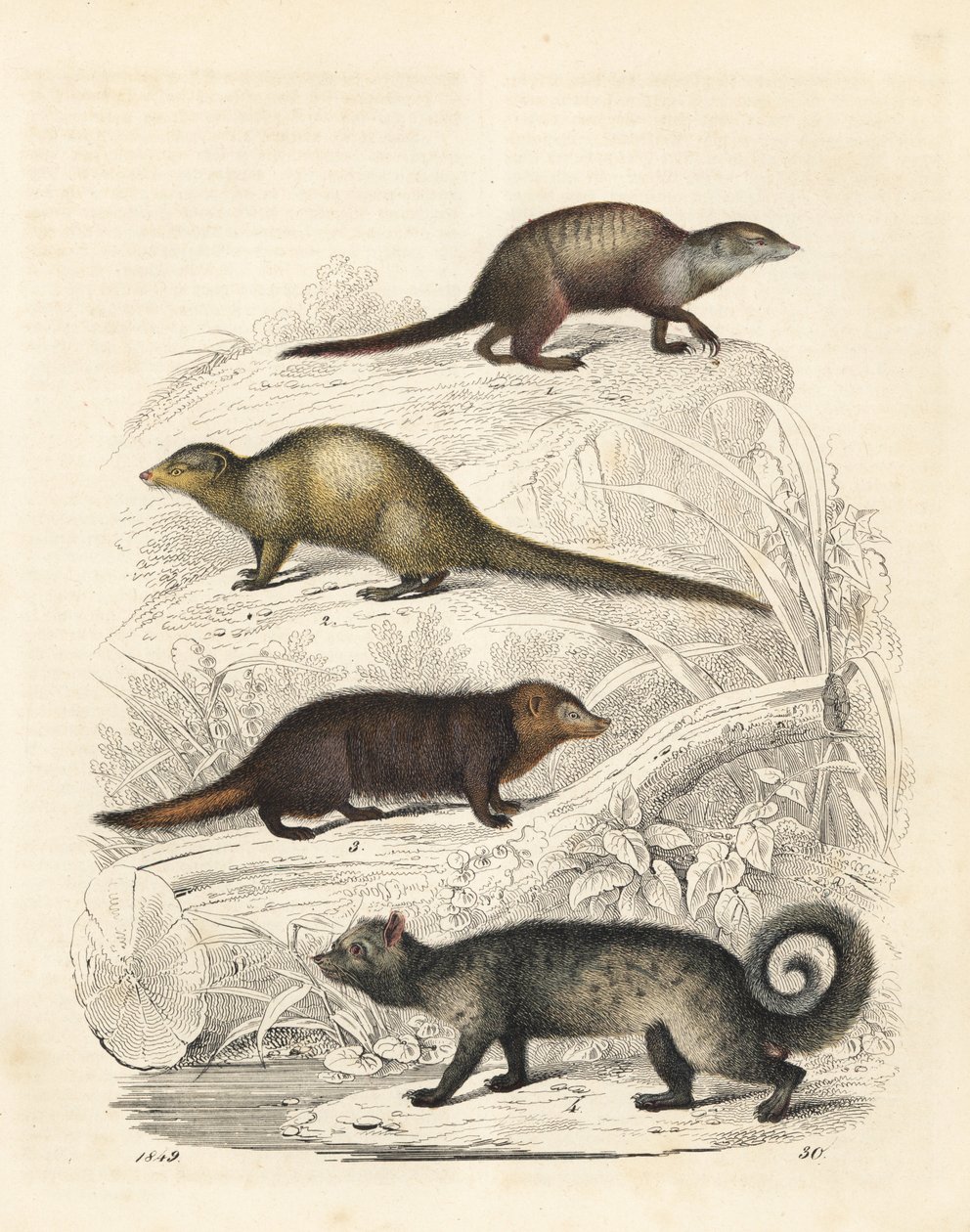 Suricata, mangusta grigia indiana, kusimanse comune e zibetto delle palme asiatico (litografia) da Unbekannter Künstler