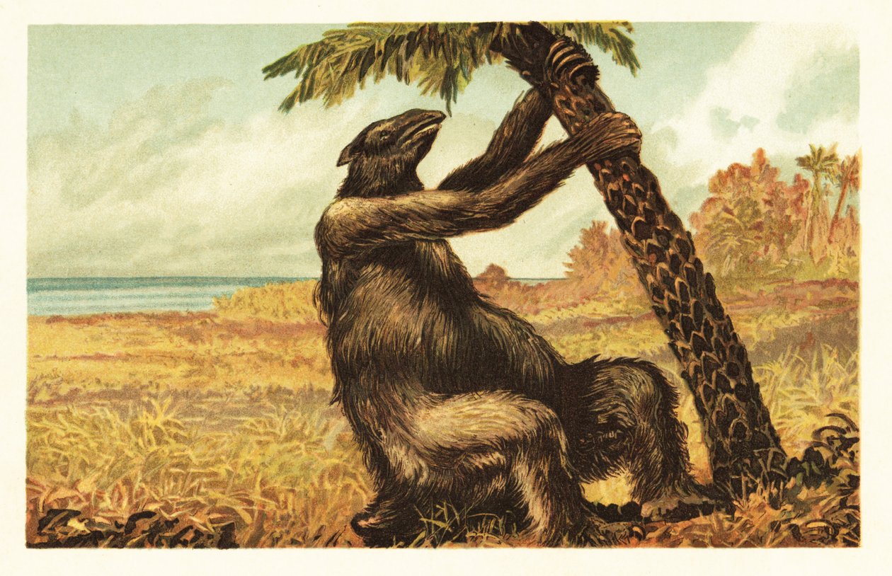 Megatherium americanum che tira una palma da Unbekannter Künstler