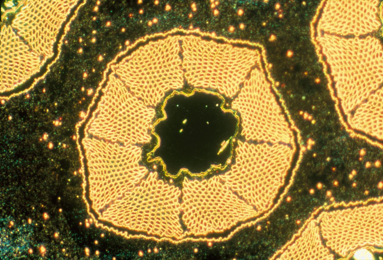 Micrografie (Luce) Superconduttore a bassa temperatura, micrografia a luce da Unbekannter Künstler