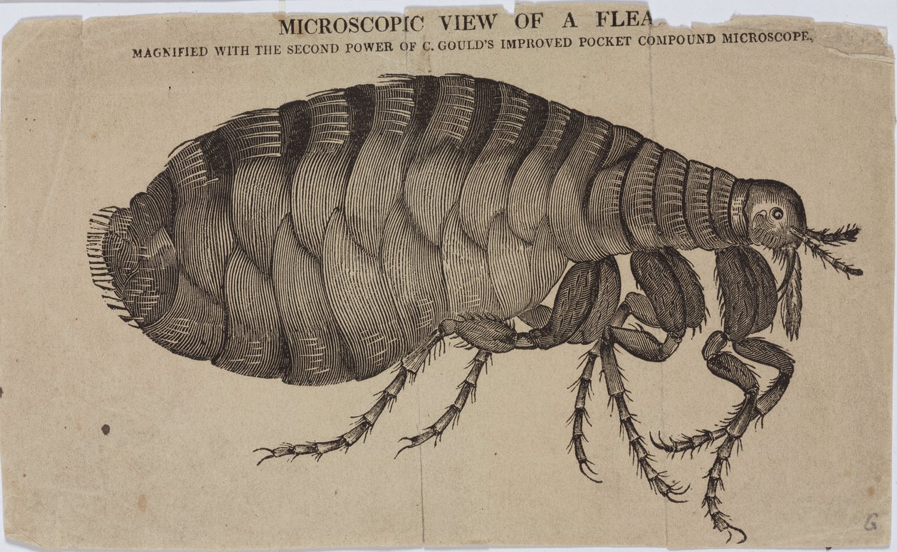 Microscopia da Unbekannt