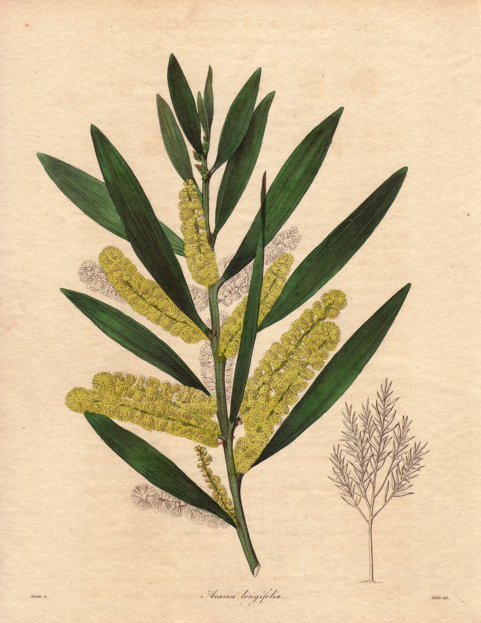 Mimosa (Acacia longifolia), arbusto con fogliame persistente, alto fino a 3-6 metri, con infiorescenze in lunghe spighe giallo limone, molto profumate. Pianta originaria della Nuova Olanda (Australia), introdotta in Gran Bretagna nel 1792. Illustrazione di da Unbekannter Künstler