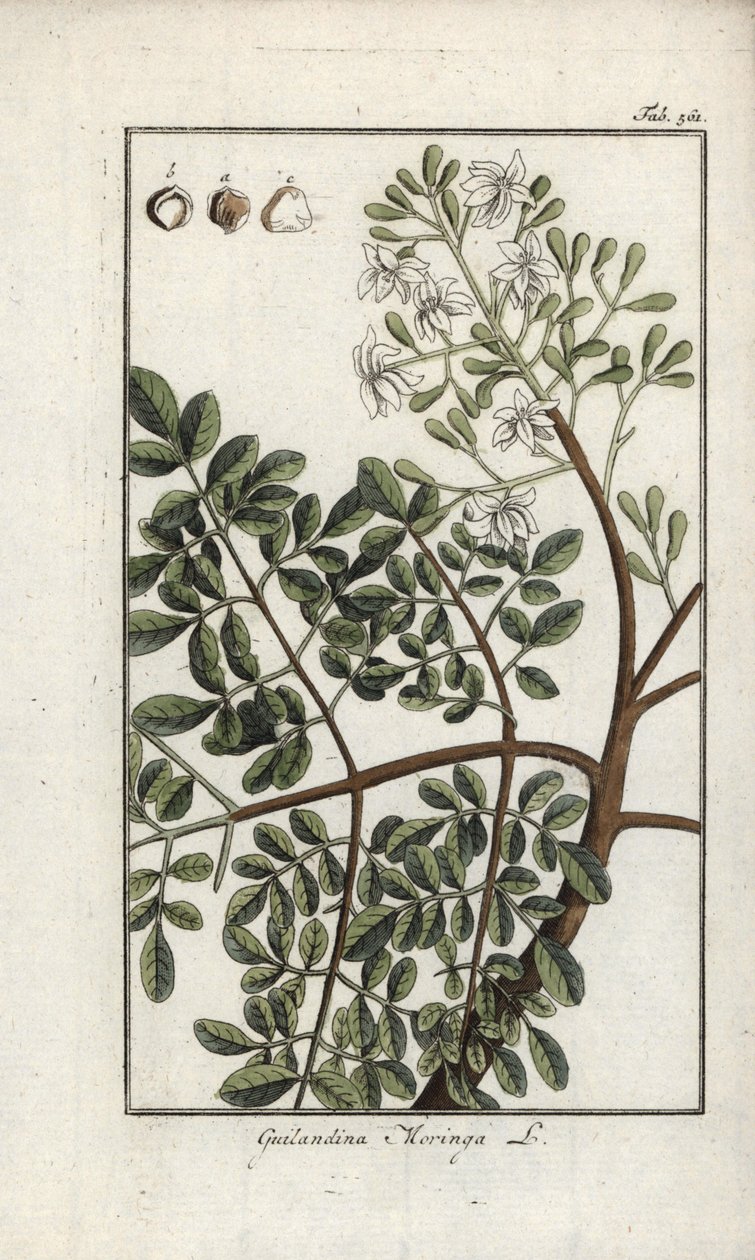 Moringa da Unbekannter Künstler