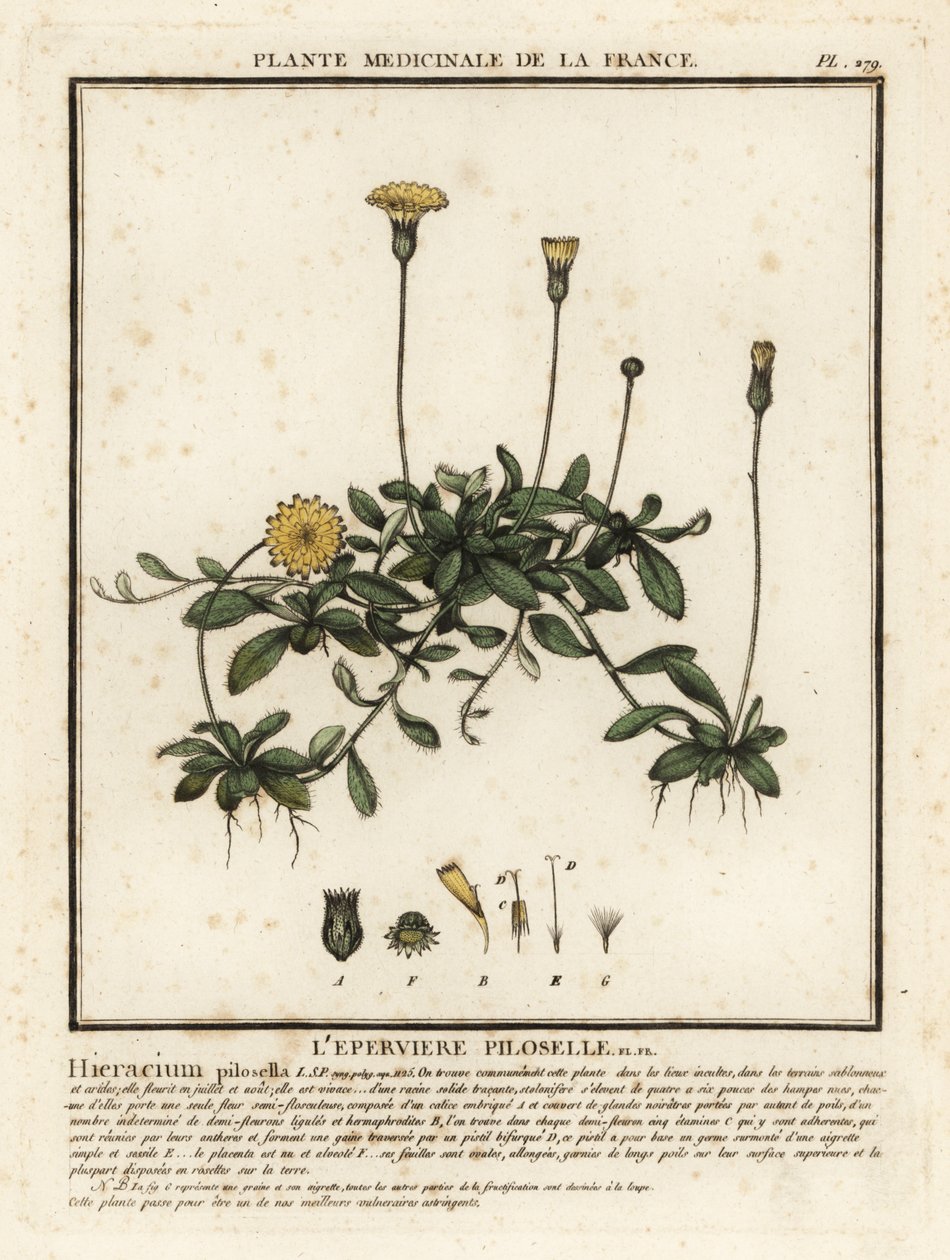 Pilosella officinarum da Unbekannter Künstler