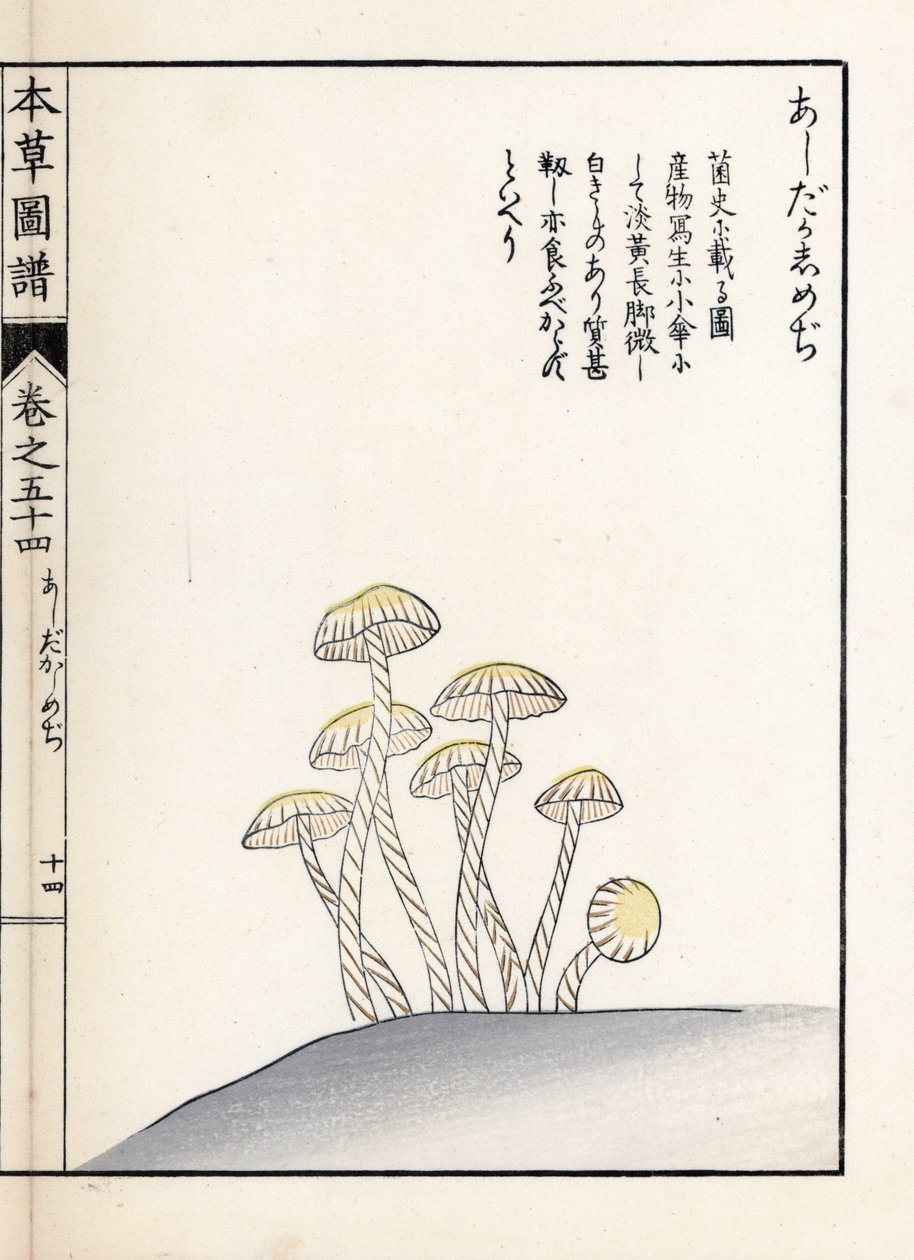 Funghi: shimeji ashitaka (stampa giapponese) da Unbekannter Künstler