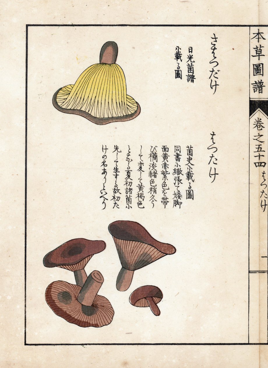 Funghi: varietà di latte precoce (stampa giapponese) da Unbekannter Künstler