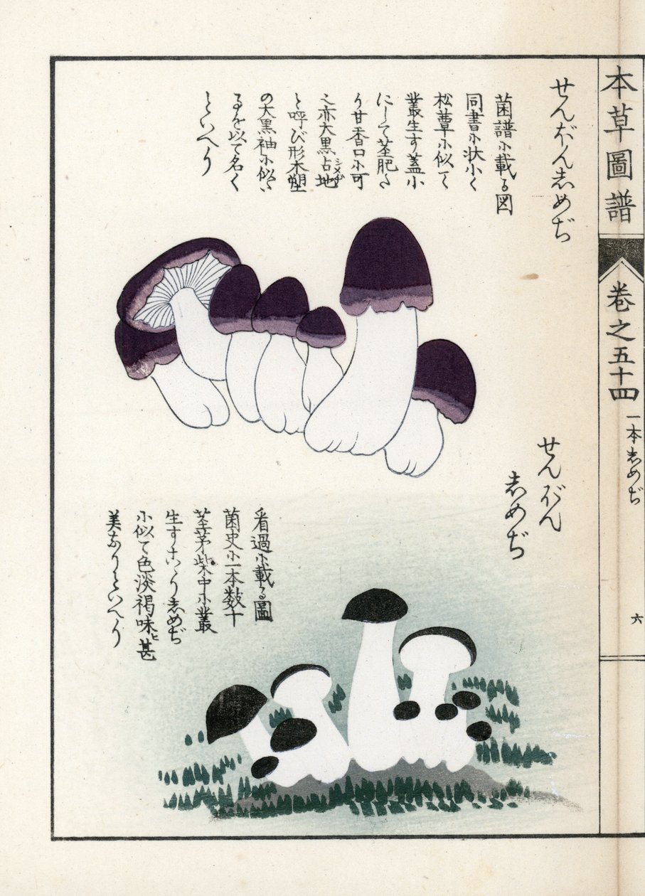 Funghi: varietà di shimeji (stampa giapponese) da Unbekannter Künstler