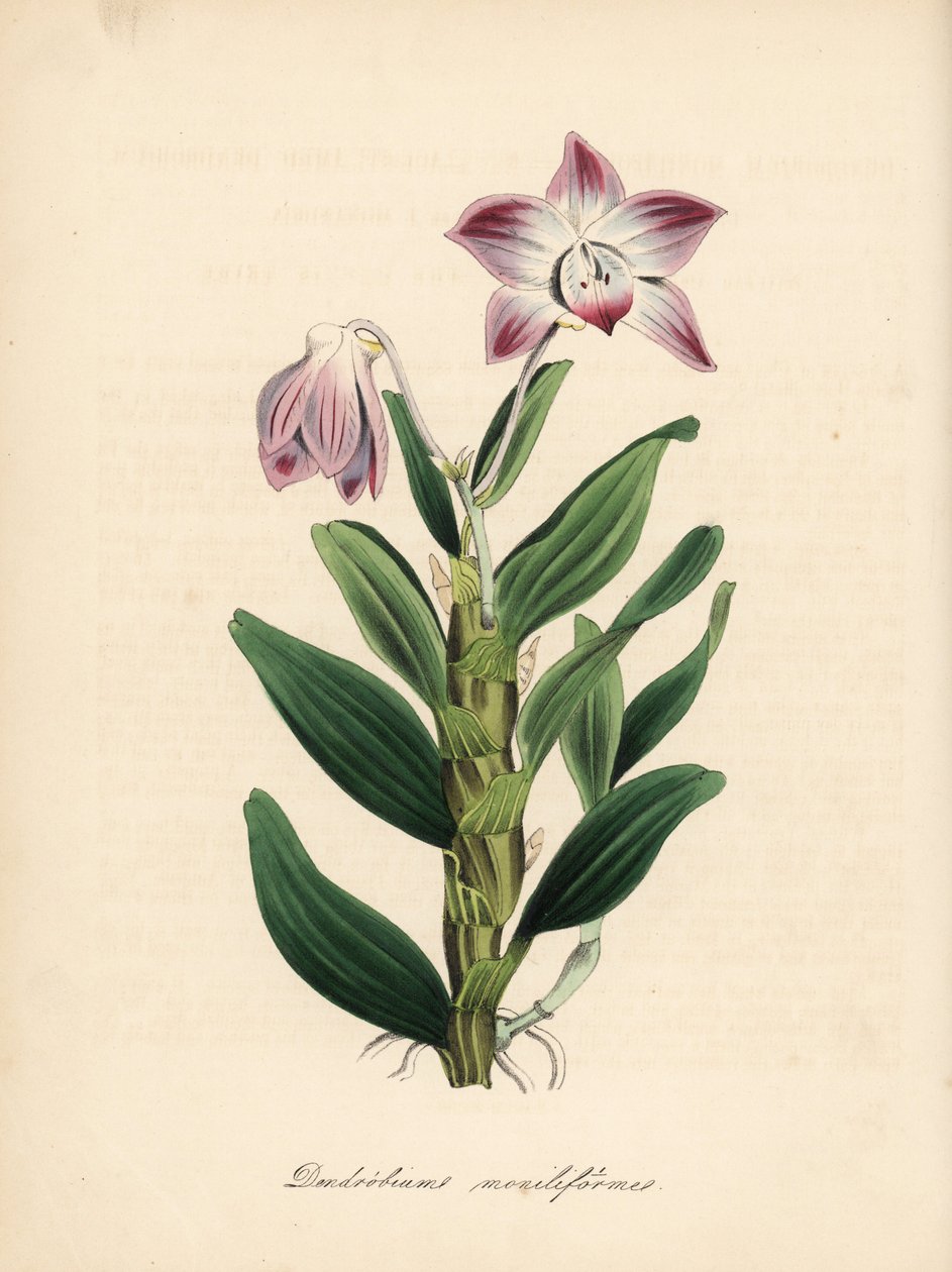 Orchidea dendrobium a stelo collana, Dendrobium moniliforme. Zincografia a mano colorata di C. Chabot disegnata da Miss M. A. Burnett da Plantae Utiliores: or Illustrations of Useful Plants, Whittaker, Londra da Unbekannter Künstler