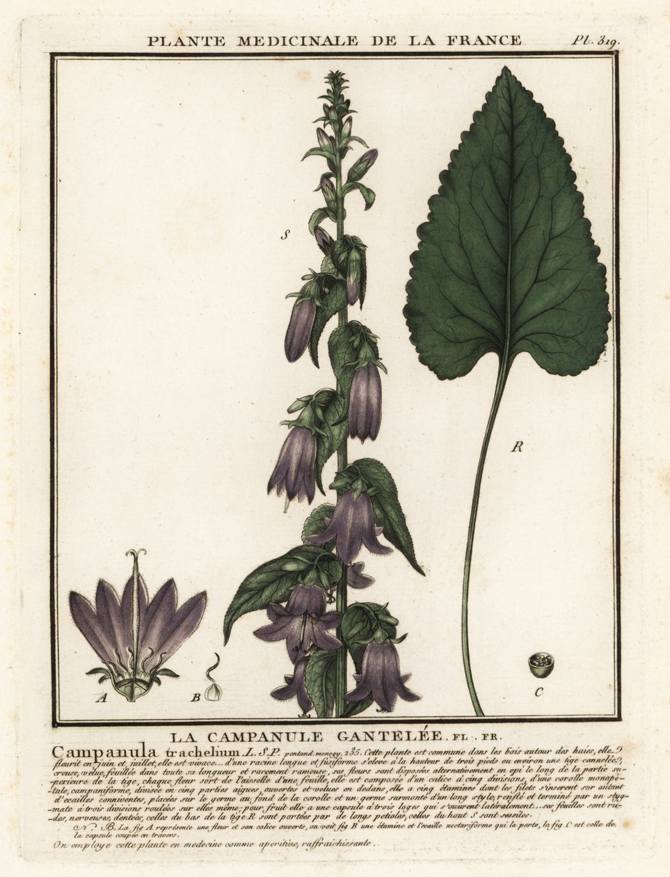 Campanula trachelium da Unbekannter Künstler