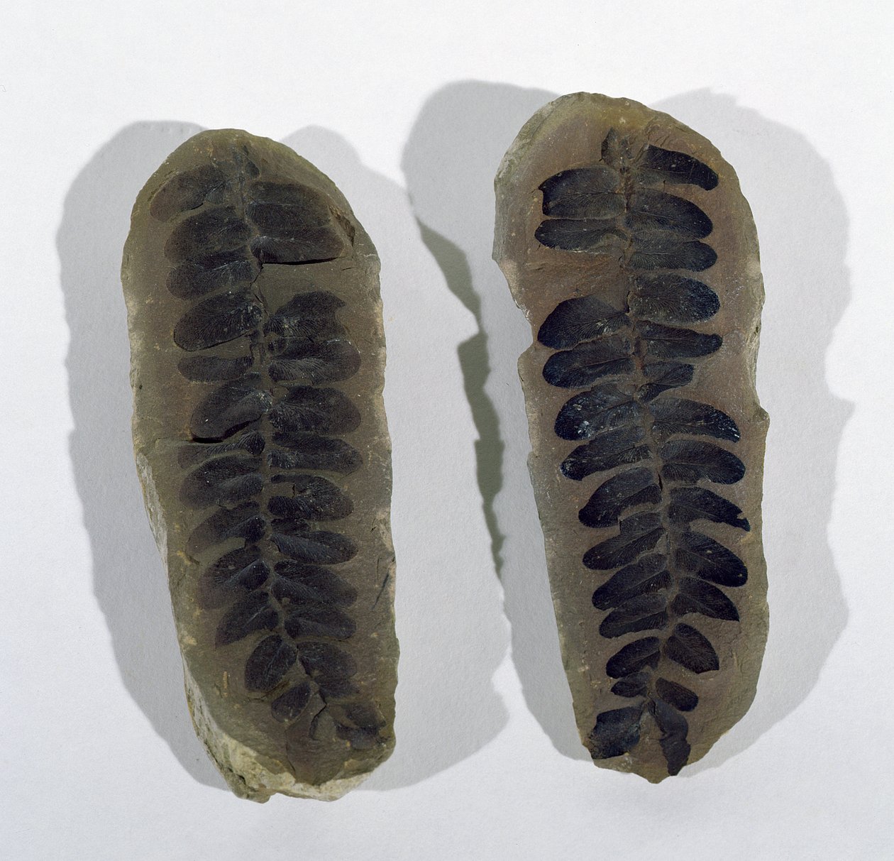 Neuropteris (Fronda di felce marina) trovata a Coseley, Staffordshire, Periodo Carbonifero Superiore da Unbekannt