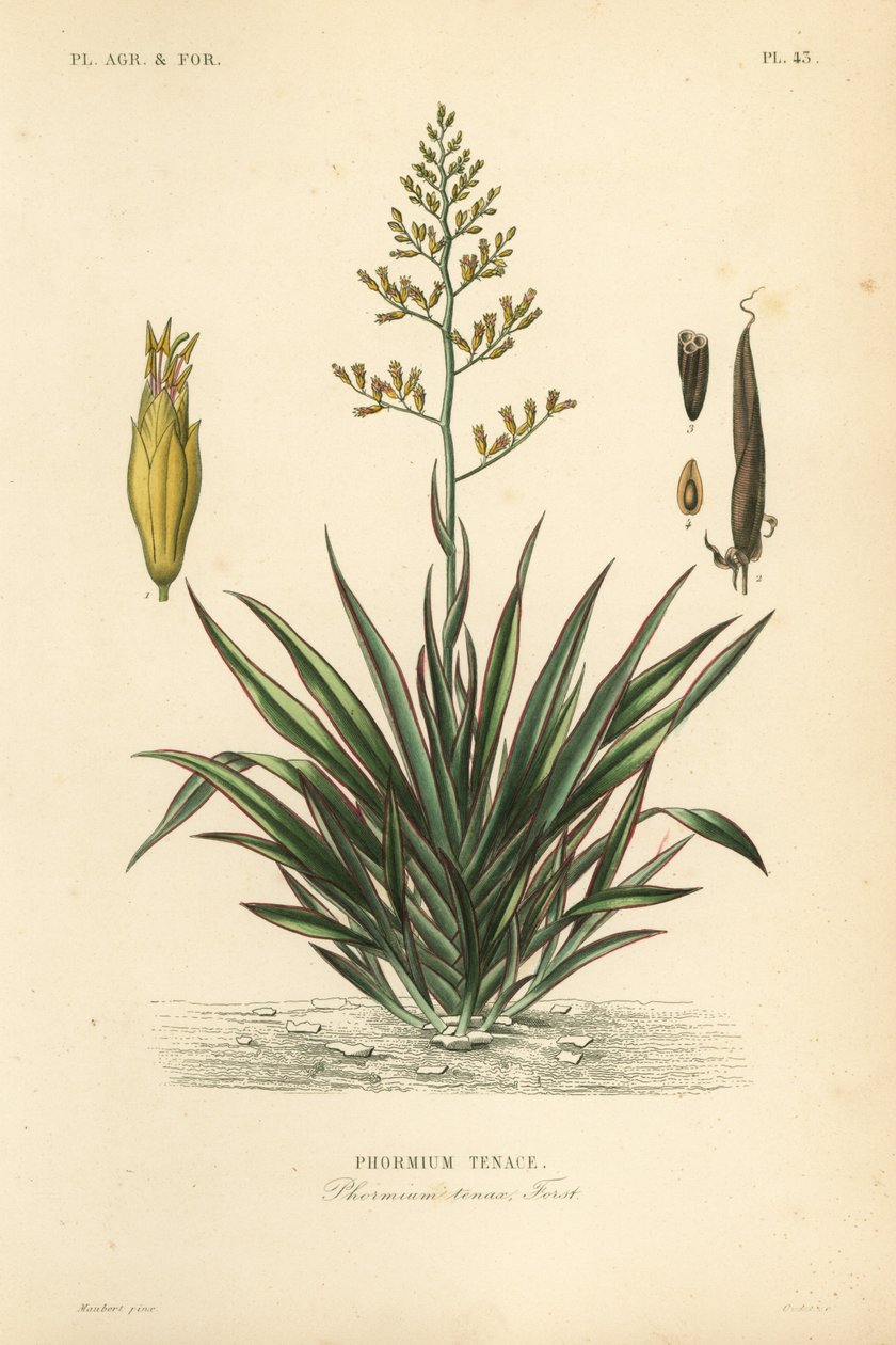 Lino della Nuova Zelanda o harekeke, Phormium tenax da Unbekannt