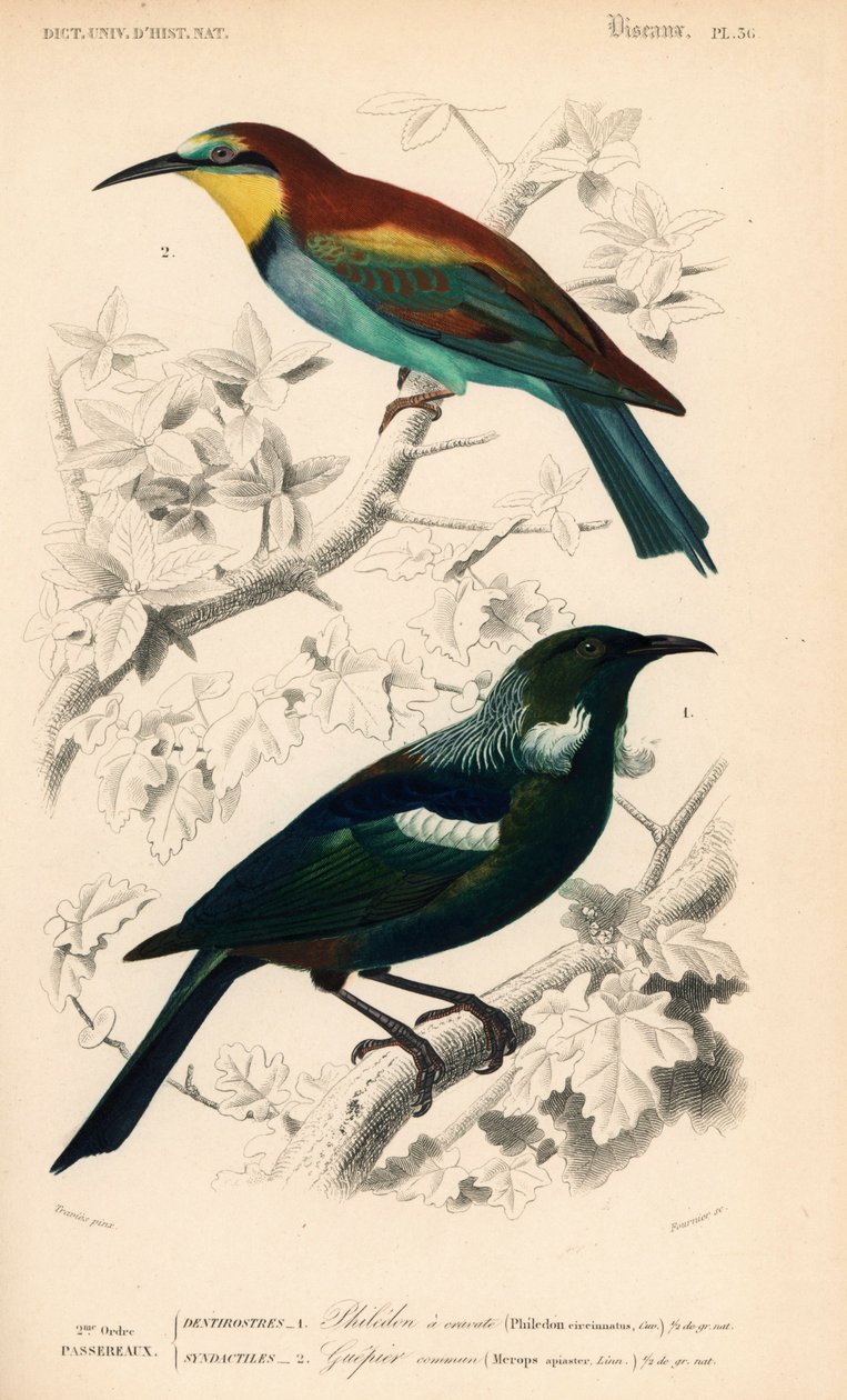 Uccello tui della Nuova Zelanda, Prosthemadera novaeseelandiae, e gruccione europeo, Merops apiaster da Unbekannter Künstler