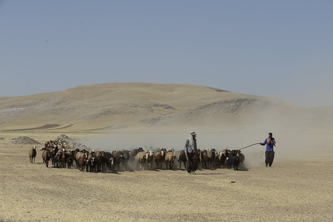Tende nomadi tra Tamar e Ashkhaneh, Iran 2022 da Unbekannter Künstler