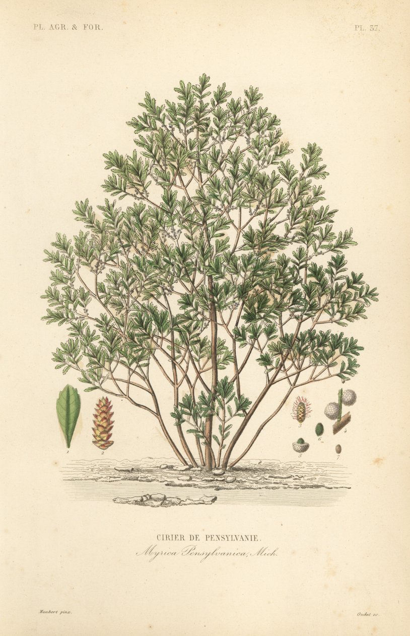 Mirica di Pennsylvania, Myrica pensylvanica da Unbekannt
