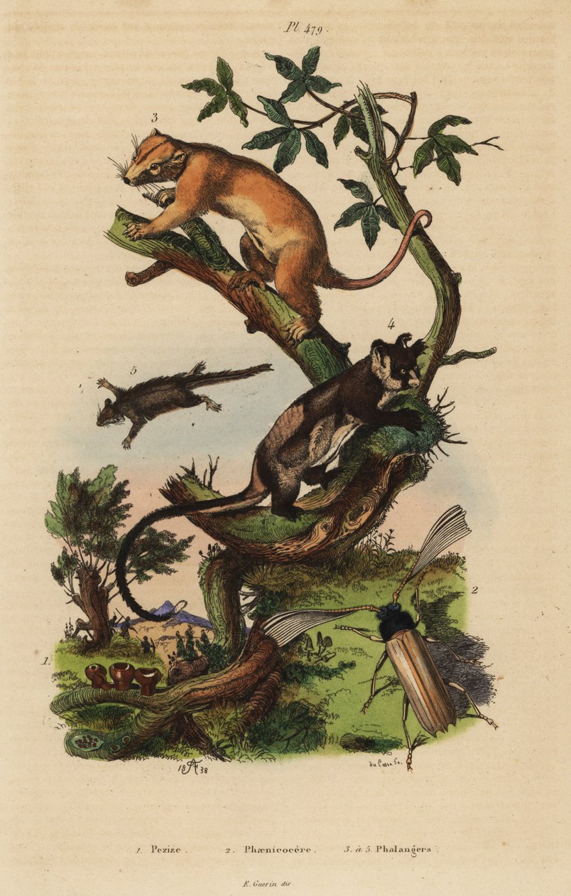 Cuscus comune del nord, Phalanger orientalis 3, planigero dal ventre giallo, Petaurus australis 4, planigero dalla coda piumata, Acrobates pygmaeus 5, funghi Peziza 1 e coleottero Psygmatocerus wagleri 2 da Unbekannt
