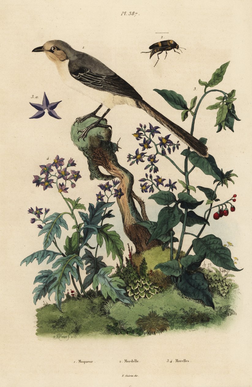 Tordo beffeggiatore settentrionale, Mimus polyglottos orpheus 1, dulcamara, Solanum dulcamara 3, Solanum quercifolium 4, coleottero Mordella fasciata 2 da Unbekannt