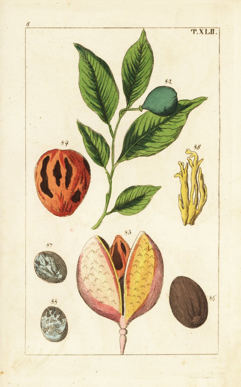 Noce moscata e albero di macis, Myristica fragrans da Unbekannter Künstler