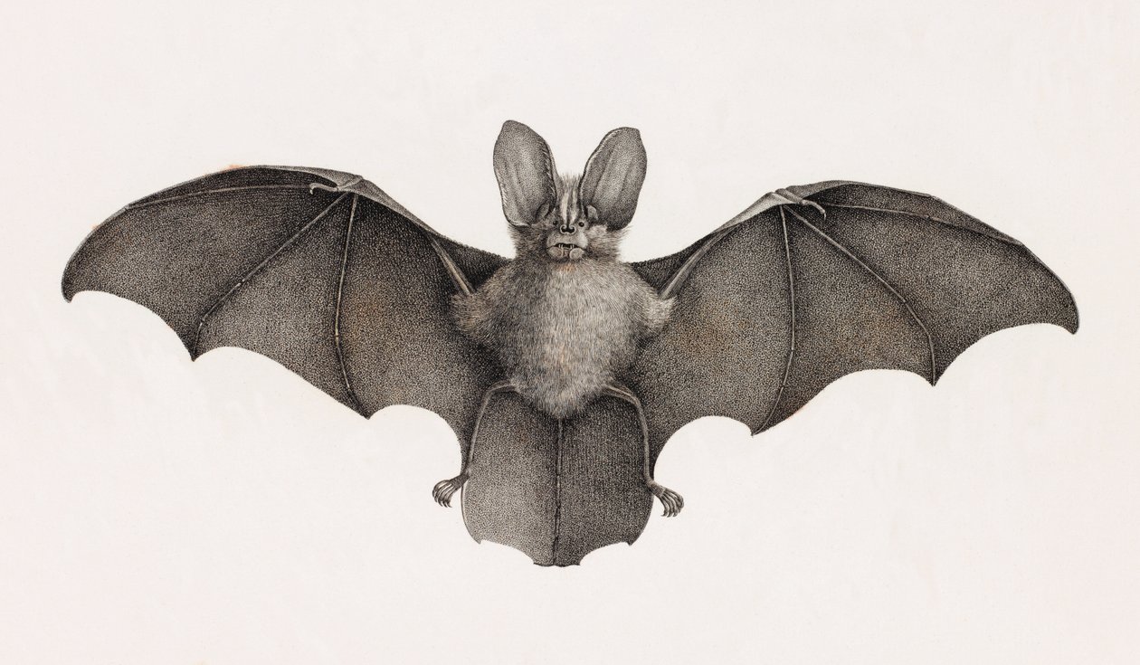 Nycetere della Tebaide, pipistrelli in Egitto da Unbekannt