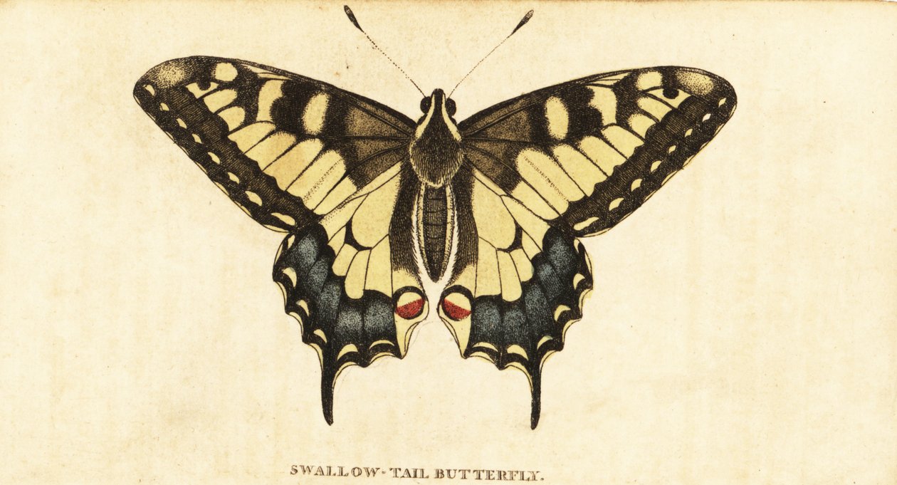 Macaone, Papilio machaon (incisione) da Unbekannter Künstler