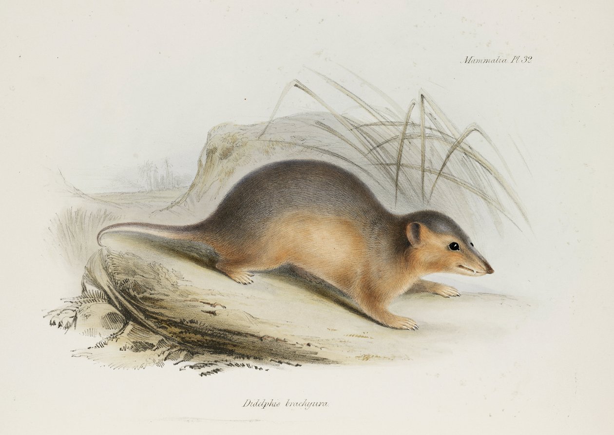 Opossum, c. 1832-1836 da Unbekannt