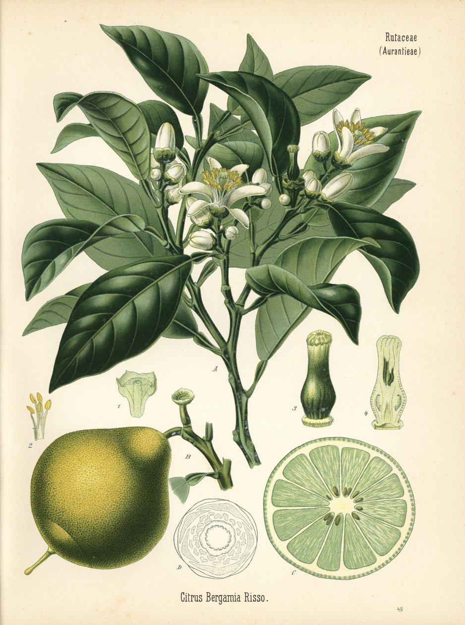 Bergamotto arancio, Citrus bergamia. Cromolitografia da un