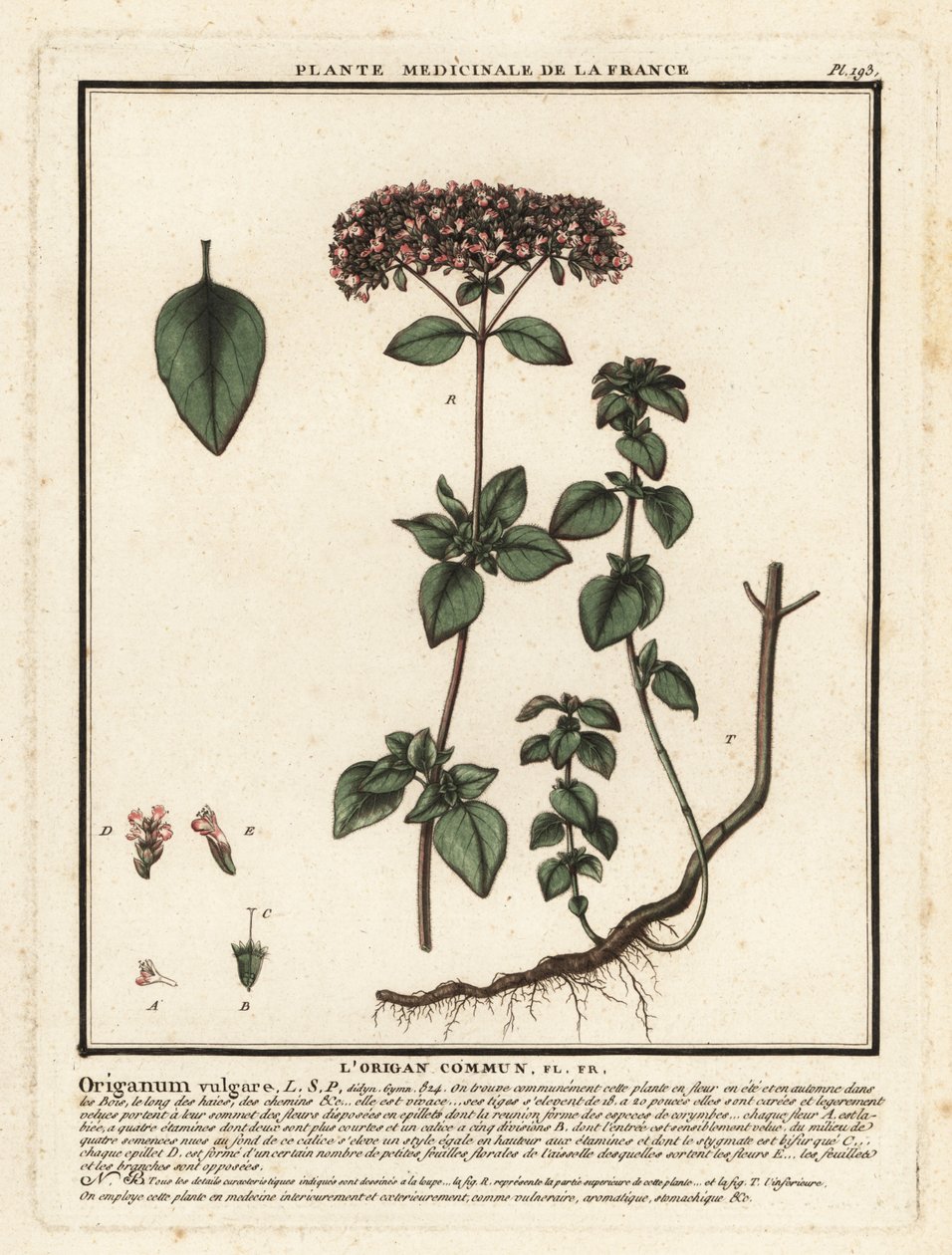 Origano, Origanum vulgare da Unbekannter Künstler