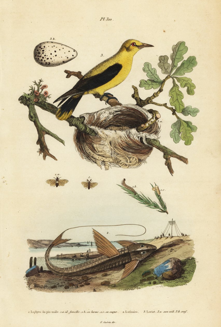 Merlo oriolo, Gymnomystax mexicanus, nido e uova, pesce gatto corazzato al cioccolato, Loricaria cataphracta, e vespa del pino, Neodiprion sertifer da Unbekannt