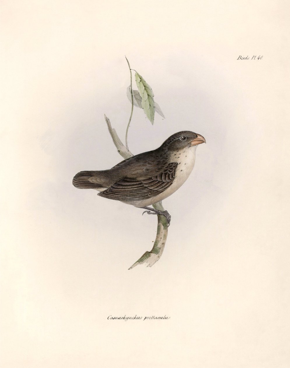 Ornitologia: Camarhynchus psittaculus o Geospize psittacin Descrizione di un passeriforme di Charles Darwin osservato durante la sua spedizione a bordo del Beagle. Tavola da The zoology of the voyage of H.M.S. Beagle. Flight. III, Birds descritti da John G da Unbekannter Künstler
