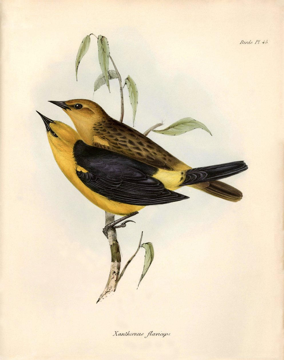 Ornitologia: Certhidea olivacea osservata e descritta da Charles Darwin durante la sua spedizione a bordo del Beagle. Tavola da 