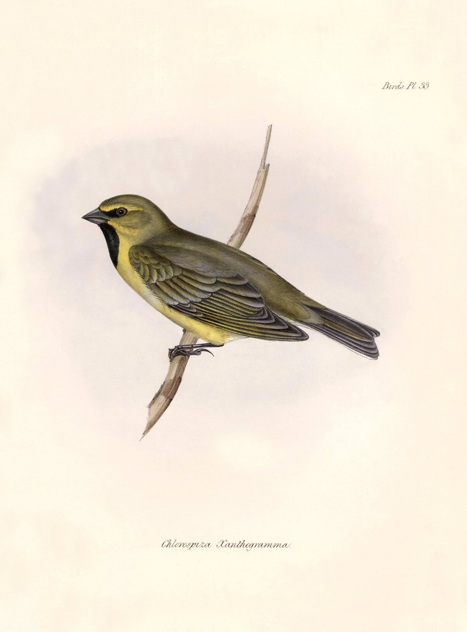 Ornitologia: Chlorospiza xanthogramma Descrizione di un passeriforme di Charles Darwin osservato durante la sua spedizione a bordo del Beagle. Tavola da The zoology of the voyage of H.M.S. Beagle. Flight. III, Birds descritti da John Gould da Unbekannter Künstler