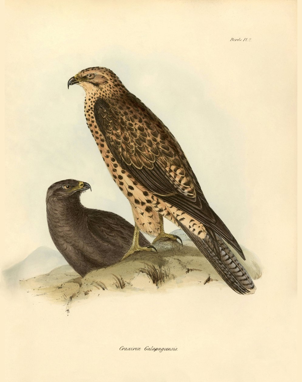 Ornitologia: "Craxirex Galapagoensis" descritto da Charles Darwin durante la sua spedizione a bordo del Beagle. Tavola da "Birds described by John Gould, with notice of their habits by Charles Darwin" da Unbekannter Künstler