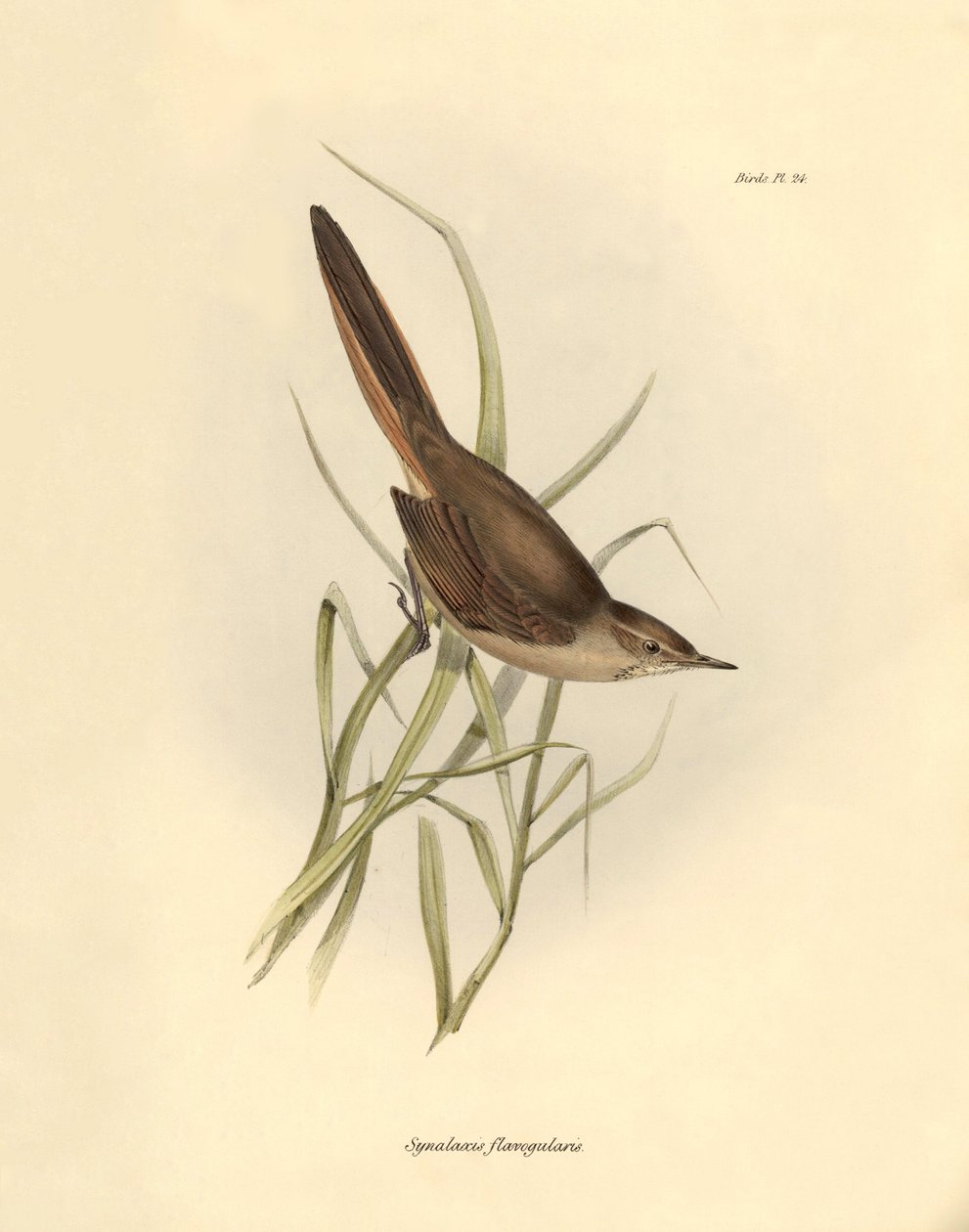 Ornitologia: Synallaxis rufogularis descritta da Charles Darwin durante la sua spedizione a bordo del Beagle. Tavola da La zoologia del viaggio dell