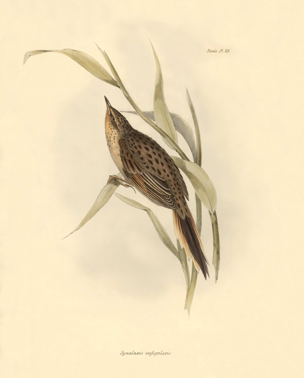 Ornitologia: Synallaxis rufogularis descritta da Charles Darwin durante la sua spedizione a bordo del Beagle. Tavola da La zoologia del viaggio dell